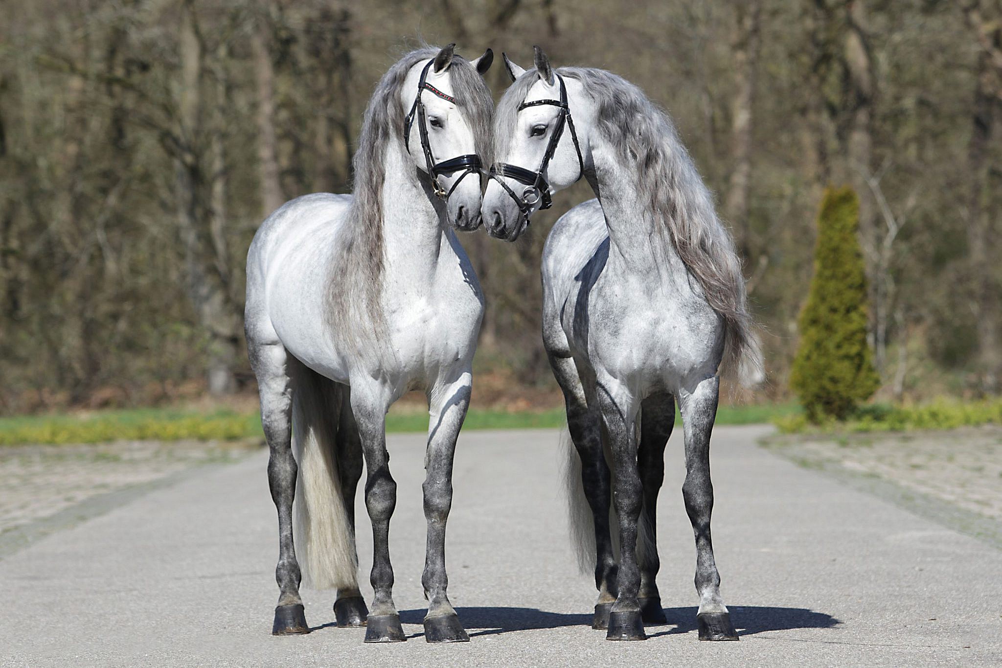 Top Speed Friesians Stal Okkema